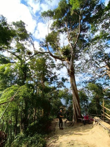 20251218溪頭鳳凰山台寅山上天文台至妖怪村買菜O繞2965596