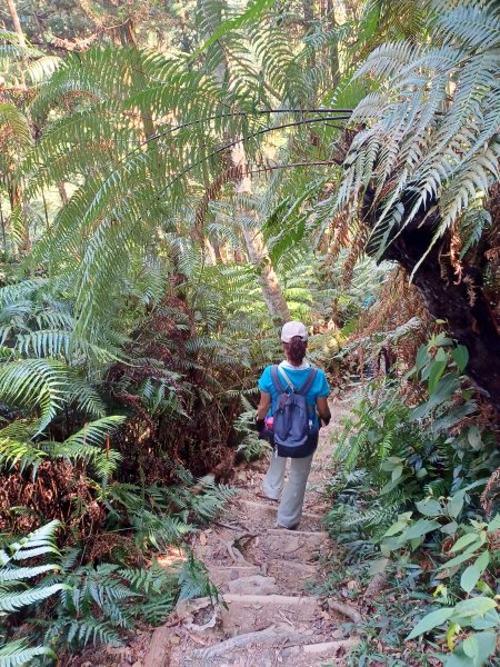 【南投魚池】澀水森林步道2933054