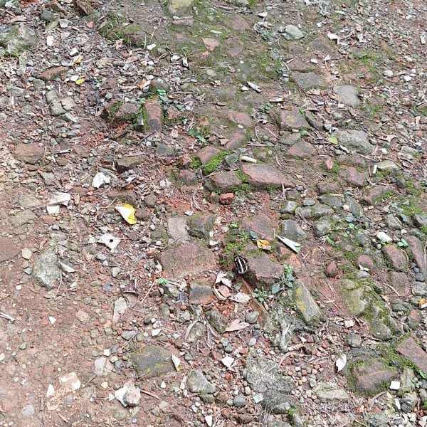 2025臺北大縱走：二子坪到關渡捷運站-第一段完成!2784713