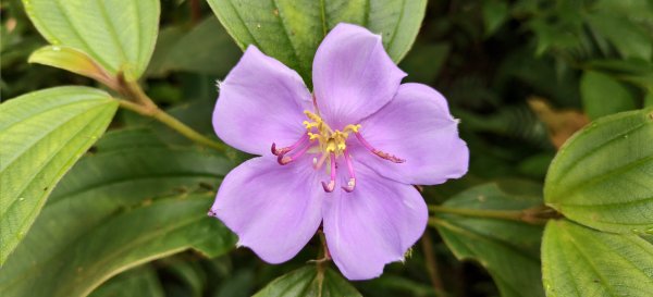 2025/07/06_金牌縱走(觀音洞出發小O型)2829095