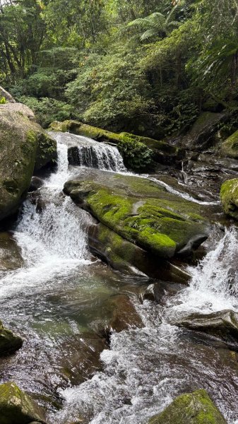 戲水（鴛鴦2786715