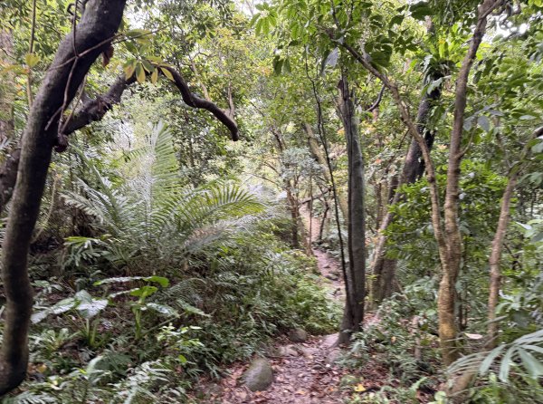 [微笑山線_第三段] 2026_0328 鳶山山系_鳶山彩壁3025675