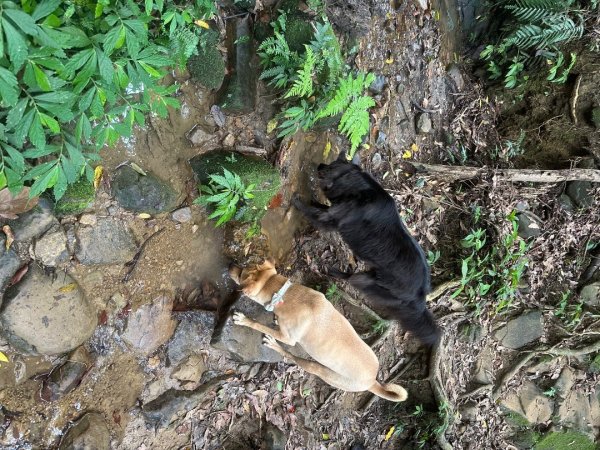 苗栗縣獅潭鄉鳴凰古道O型縱走2803647