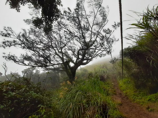 臺北大縱走2：興福寮登山口至小油坑791127