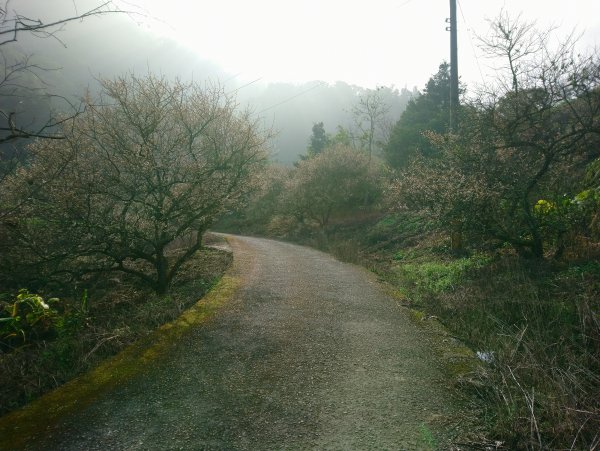 九份二山賞梅 登三角點(小百岳047)796916