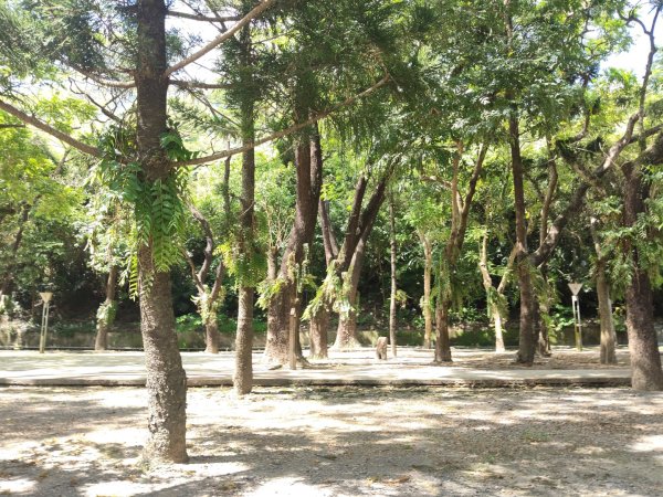 山海圳【大圳之路：第二段鳥山嶺水我古道 ⮕東3124344