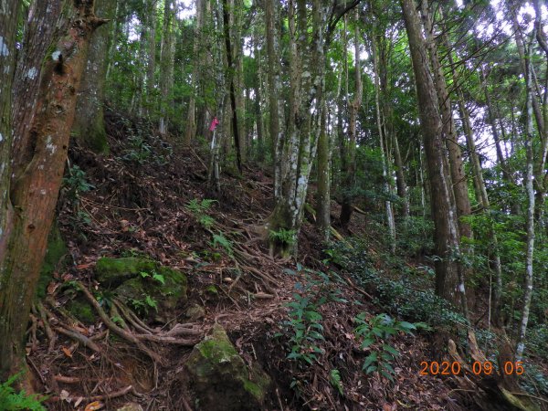 新竹 五峰 油羅山1088974