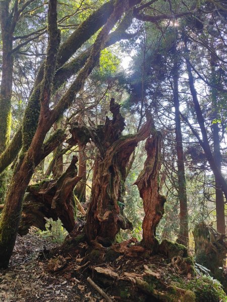 特富野古道>東水西峰>東水山>玉兒山>特富野古道（逆O)2743791