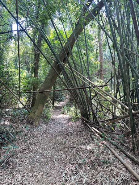 南埔村觀音步道和挑水壢古道順遊客家村落2558750