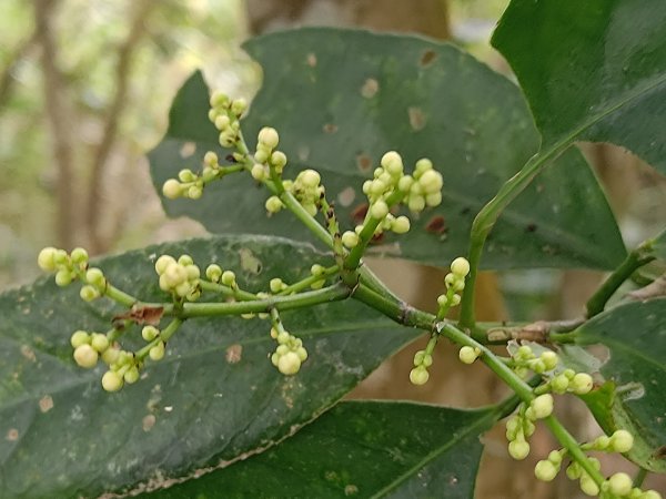 盆貿里山三盆連走2749566