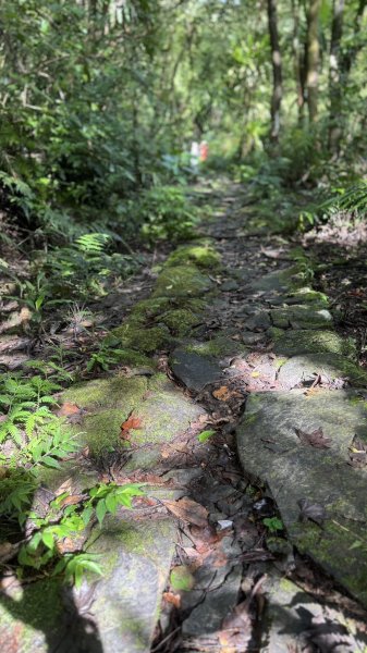 20250803枋山坑古道2850495