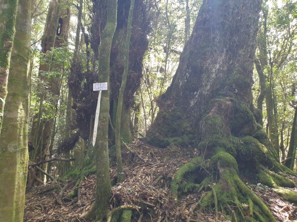 永安山、百志興保山1679600