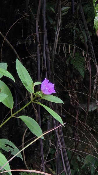 20260508 小百岳-宜蘭礁溪三角崙山(抹茶山)3050509