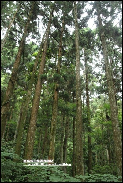 東眼山打卡新亮點森林裡的木構裝置藝術1021798