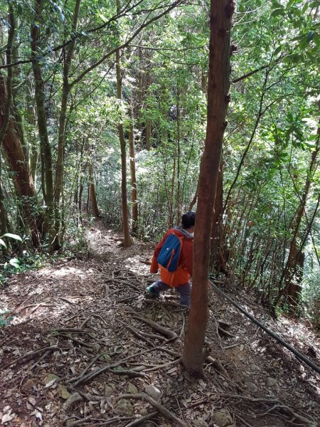 嶺頭山+金柑樹山+忘憂森林874616