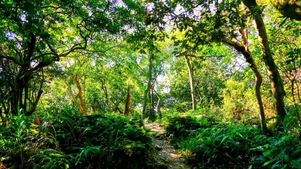 桃園石門山2916132