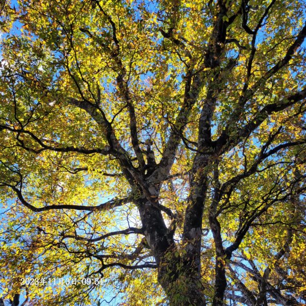 三星山+三星池+望洋山+太平山山毛櫸2432931