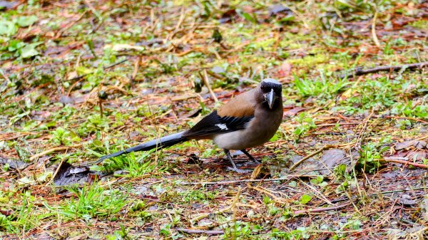 《青玉案・福壽山櫻》2712362