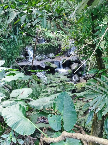 三峽白雞三山2963344