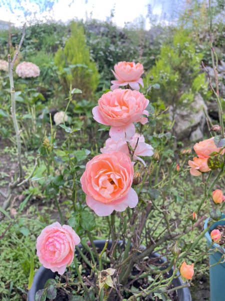 川藏深度之旅33天/A行程2902771