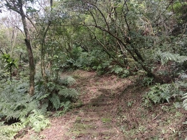 大尖山櫻花-龍船洞-秀峰瀑布2733730