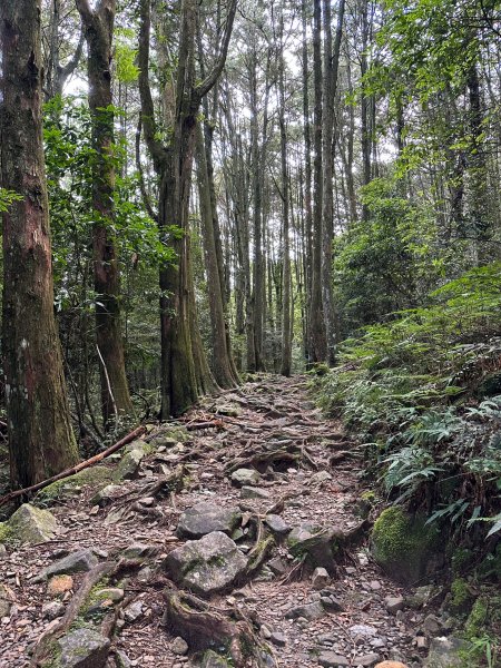 漫遊大雪山森林遊樂區輕鬆登稍來山2287012