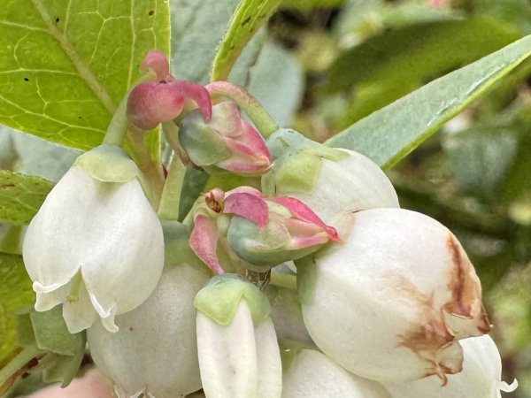 清泉 雪霸農場 野馬瞰山2925876