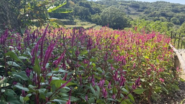 2025/10/15 台北大縱走第7段2916497