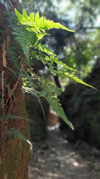 《彰化》原始峽谷｜八卦山一線天步道202502282723530
