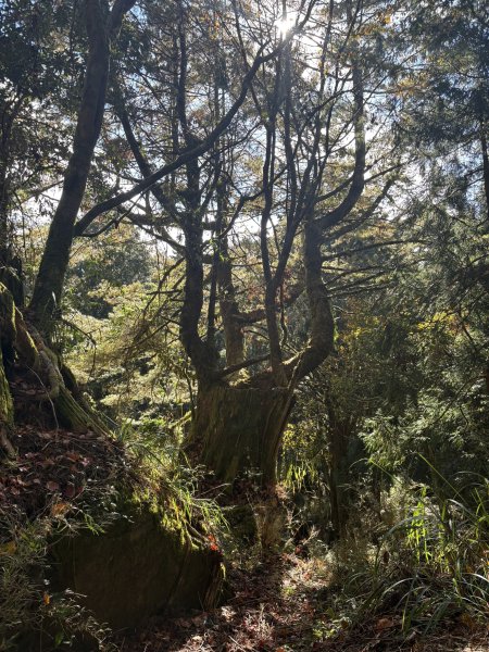 20251225塔山步道(大塔山)2970363