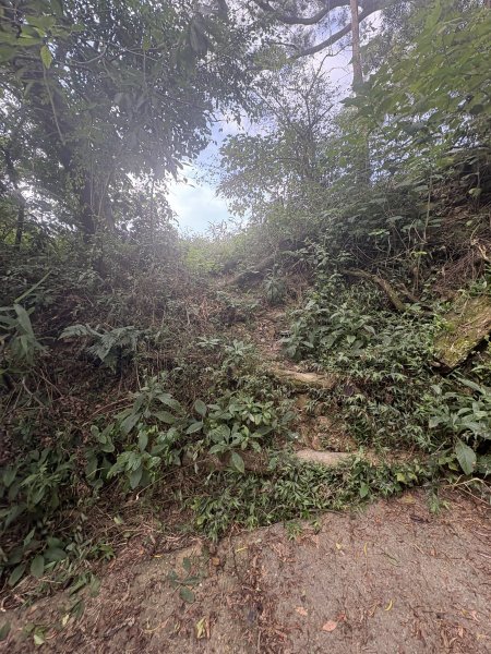 20251207笠頂山登山步道(第一登山口)2957657