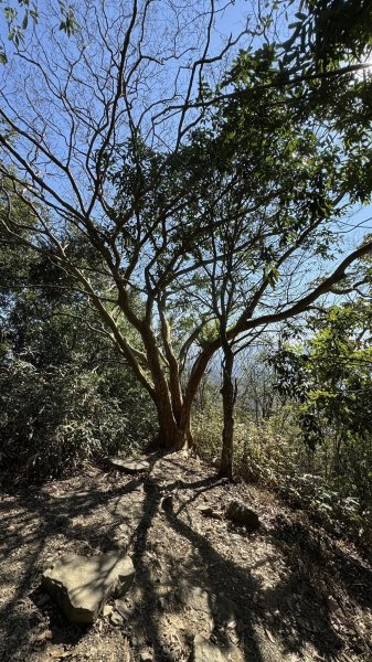 20260212 小百岳白雲山及西阿里關山3002922