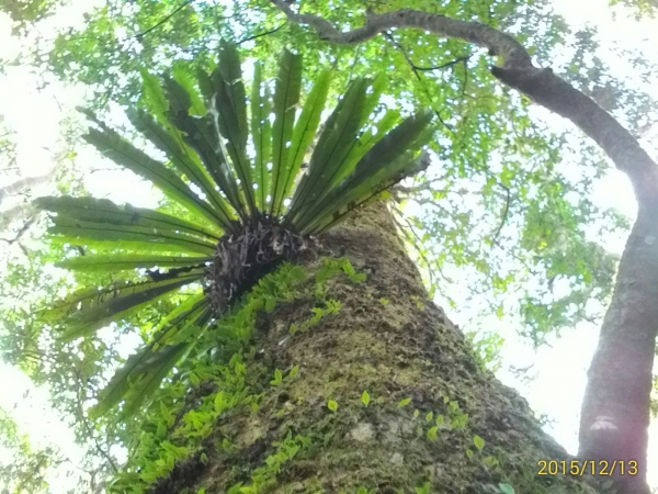 20151213尖石鄉屯野台山石麻達山28017