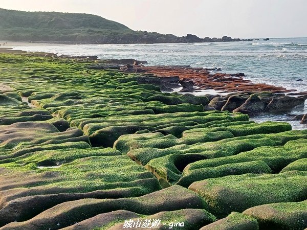 【新北石門】全台唯一火山岩石砌梯田。 嵩山百年梯田阡陌步道2823932