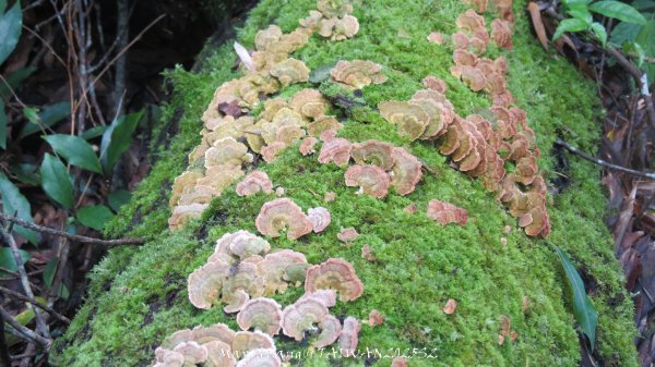 《雲林》望好望角｜石壁山嘉南雲峰步道(中側登山口）202506072805494