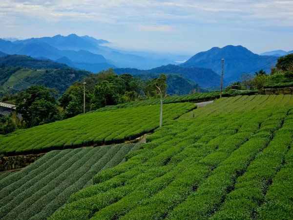 二延平步道&茶霧之道2636694