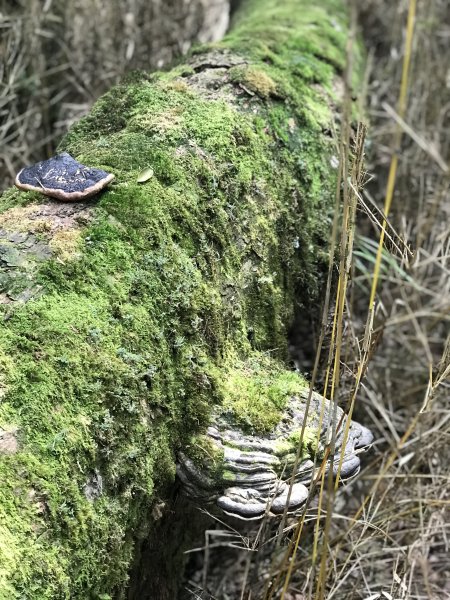 霞喀羅大山,佐藤山順訪佐藤駐在所1324694