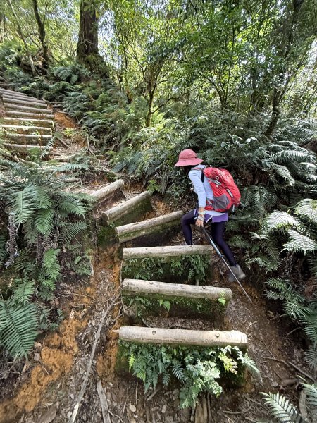塔曼山 連走 拉拉山森林遊樂區 O繞 202510112923684