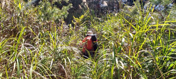 水漾森林、鹿屈山、眠月神木2729639