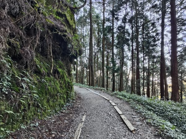 [百山百鳥尋旅-12/15] 2025_0928 特富野古道2899603