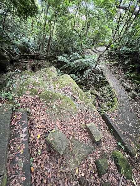 20230514-臺北大縱走第五段之巧遇藍鵲（碧山巖→劍潭捷運站）2150877