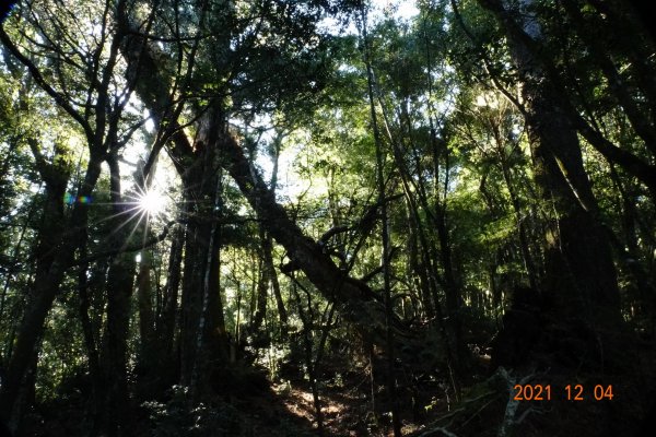 新竹 尖石 養老山、基那吉山1538920