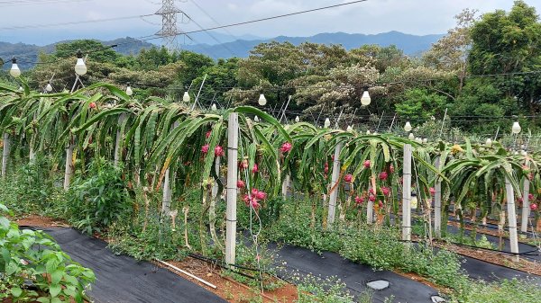 110/10/23新竹縣關西鎮石光古道、面埔頂山1496464