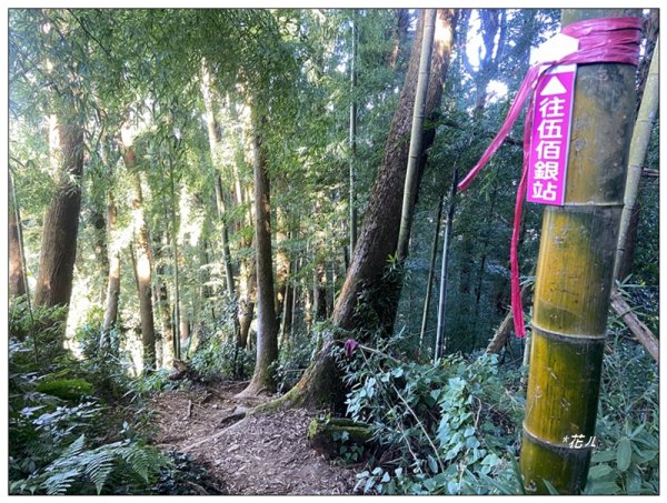 嶺頭山、金柑樹山、忘憂森林 O型一圈2944648