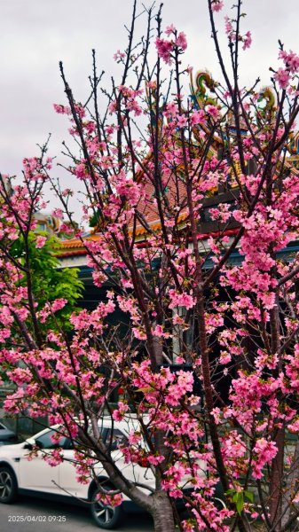 #綠繡眼 訪花 #吉野櫻 #天元宮 #楓樹湖 03162750797