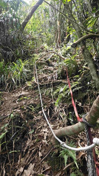 20250601梅竹蹊山-480峰-苕谷坑山2803379