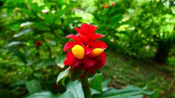 台北植物園3051137
