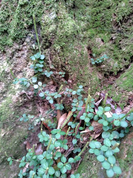 長壽山、肥崠山、醜崠山、大崠山、大崠山經建版2931937