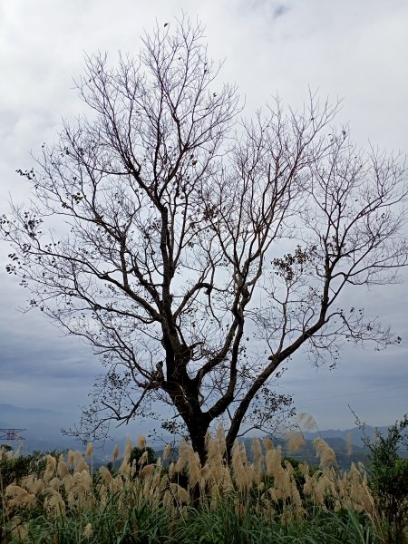 【小百岳集起來】土庫岳芒花飄逸、楓紅絢麗1221964