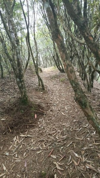 20251010 大雪山國家森林遊樂區 - 船型山林道 登 烏石坑山2911172